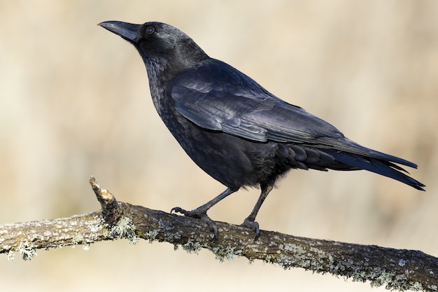 Cornacchia nera seduta su un ramo