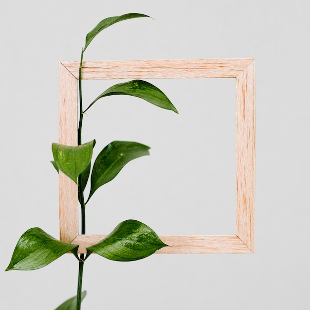 Cornice in legno con foglia verde