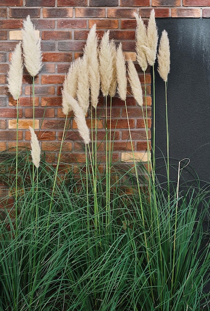 Cornice verticale canna sullo sfondo di un muro di mattoni rossi Sfondo della decorazione dello spazio di casa o studio con spazio libero Piante ornamentali per la decorazione