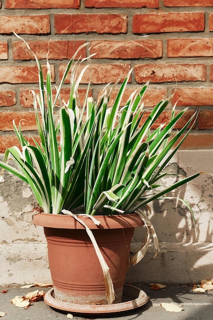 Cornice verticale di un fiore in un vaso su uno sfondo di muro di mattoni Messa a fuoco selettiva su foglie di fiori che decorano un patio nei quartieri antichi della città