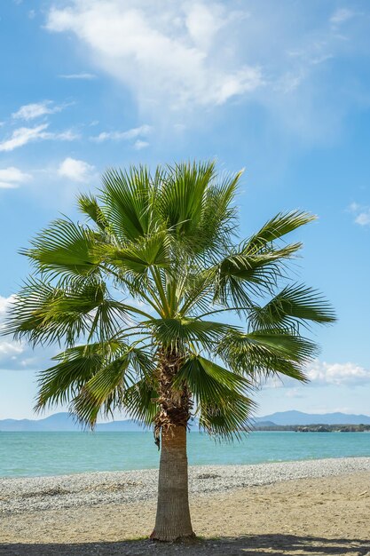 Cornice verticale palma contro il cielo con nuvole spiaggia sulla cartolina del tempo di viaggio sul mare Egeo per sfondo o screensaver