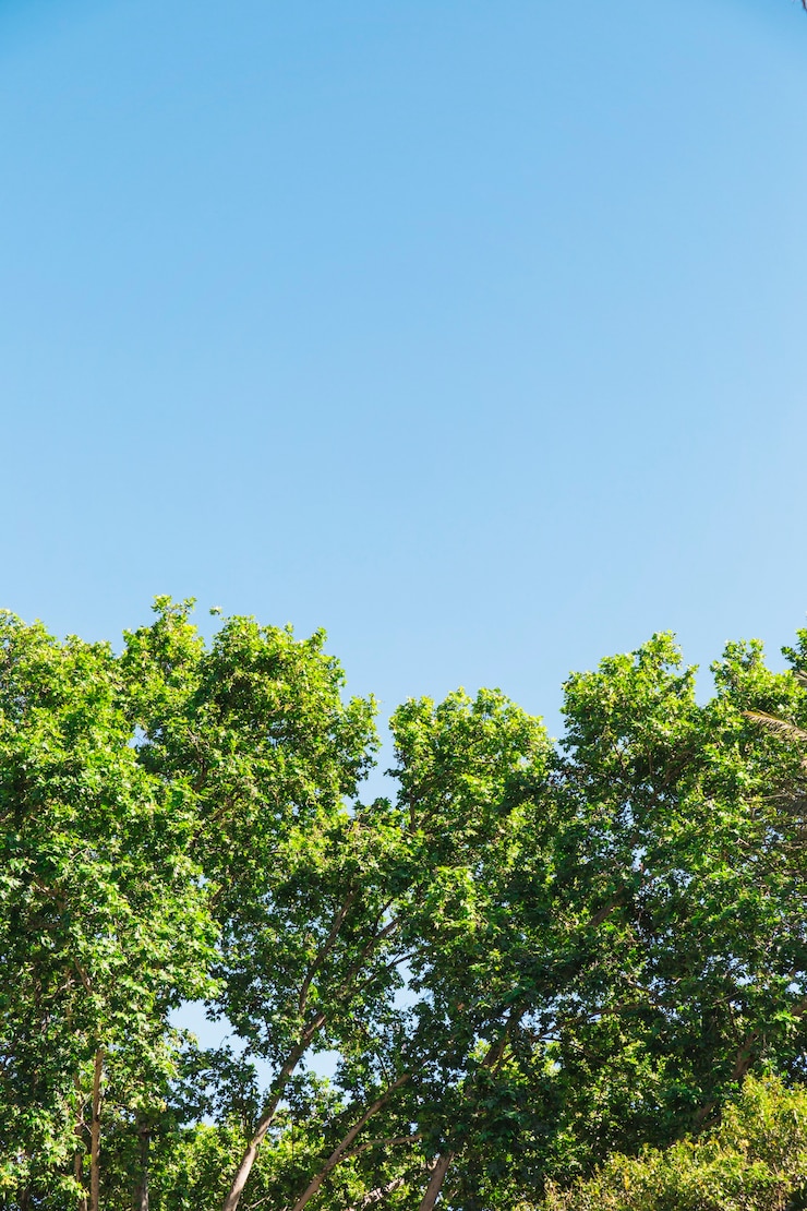 Foto gratuito corone di alberi forestali