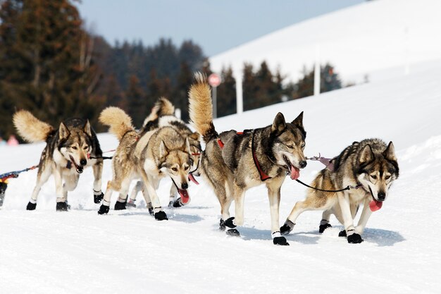 Corsa di husky in montagna alpina in inverno