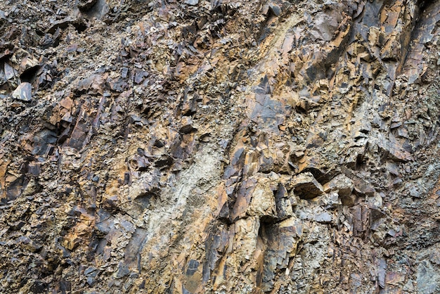 Corteccia di albero da vicino