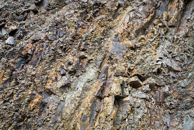 Corteccia di albero da vicino