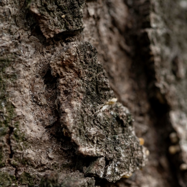 Corteccia di albero naturale del primo piano