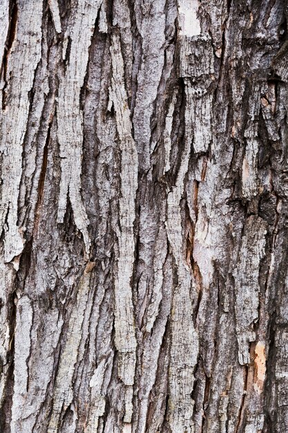 Corteccia di legno con aspetto invecchiato