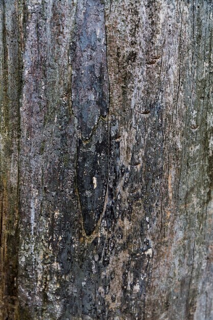 Corteccia di legno con aspetto ruvido