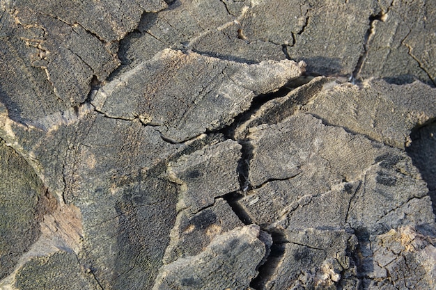 Corteccia di un albero vicino