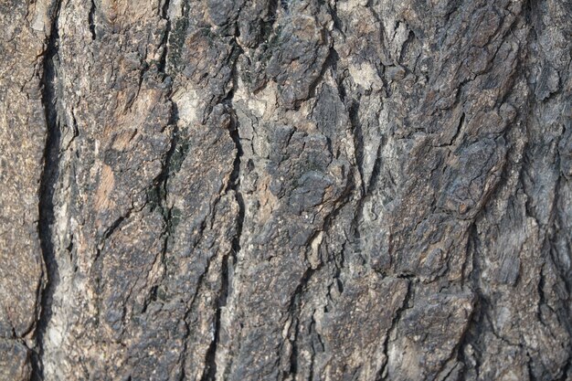 Corteccia di un albero vicino