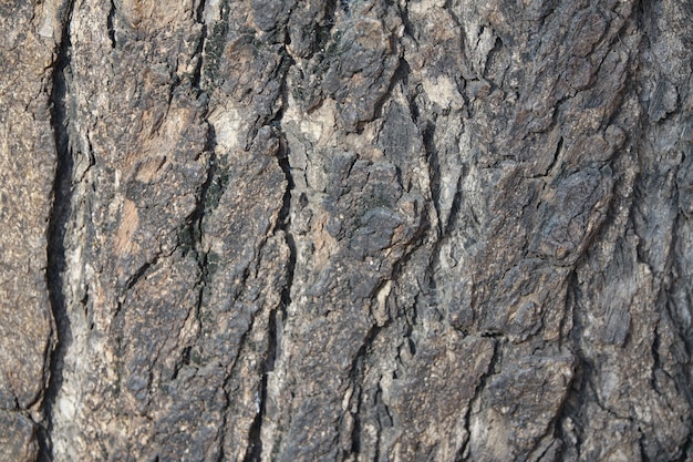 Corteccia di un albero vicino