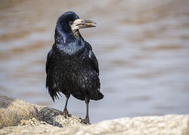 Corvo in piedi vicino all'acqua con il cibo nel becco