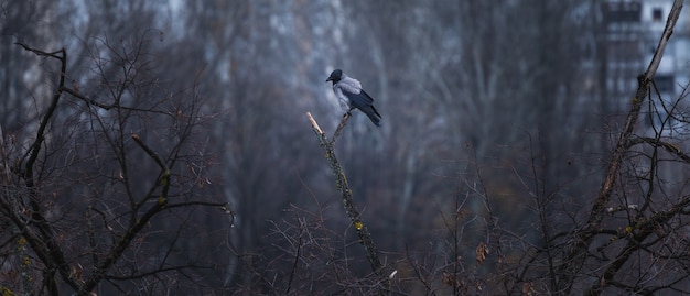 Corvo nero e grigio che si siede su un ramo di albero con una foresta e le costruzioni sui precedenti confusi