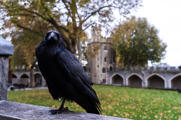 Corvo nero seduto su un pezzo di metallo dietro un edificio