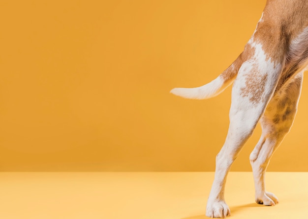 Cosce di cane vista laterale con spazio di copia