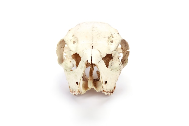 Cranio animale isolato su una superficie bianca