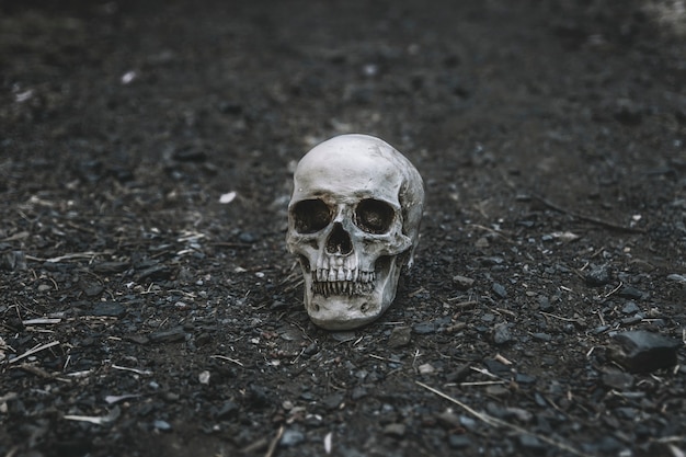 Cranio morto posto su terreno grigio