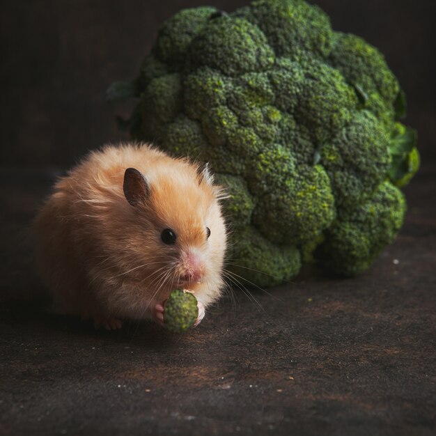 Criceto di vista laterale che mangia i broccoli in ciotola su marrone scuro.