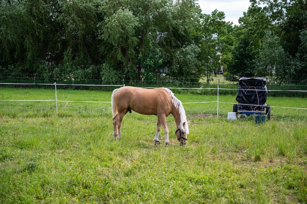 Criniera marrone con capelli bianchi al pascolo in un campo sotto la luce del sole durante il giorno