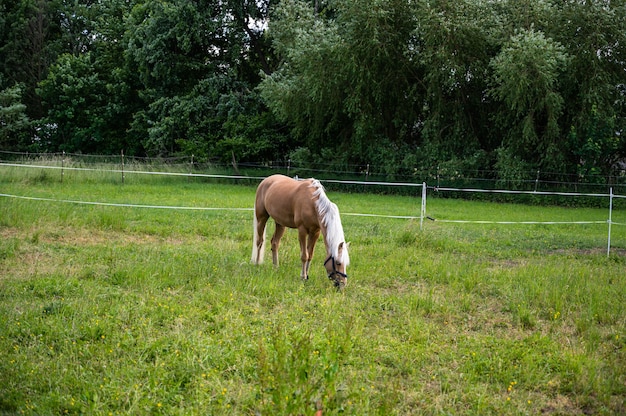 Criniera marrone con capelli bianchi al pascolo in un campo sotto la luce del sole durante il giorno