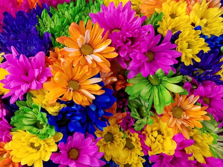 Foto gratuito crisantemi colorati