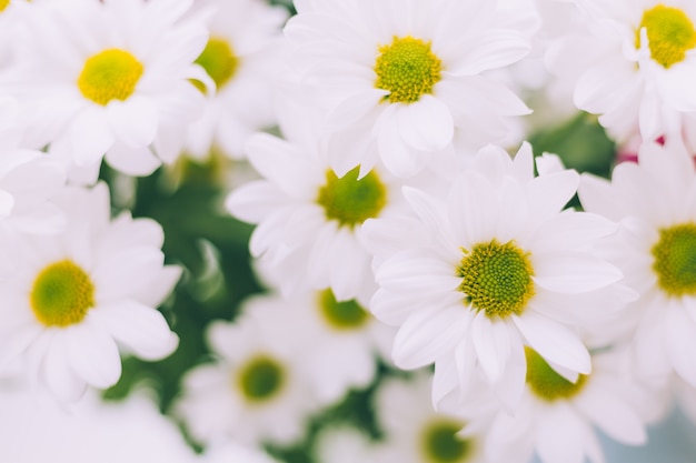 Crisantemo di fiori di primavera