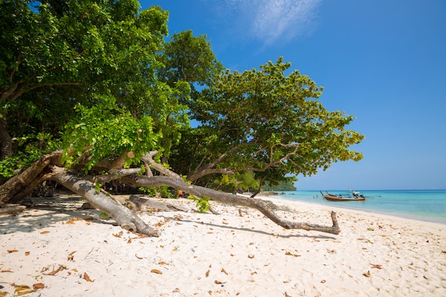 Crogiolo di coda lunga sulla spiaggia tropicale, Krabi, Tailandia