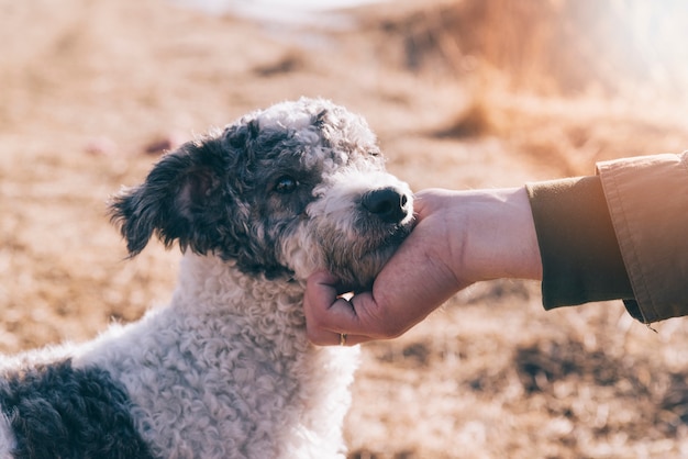 Crop persona che accarezza il cane