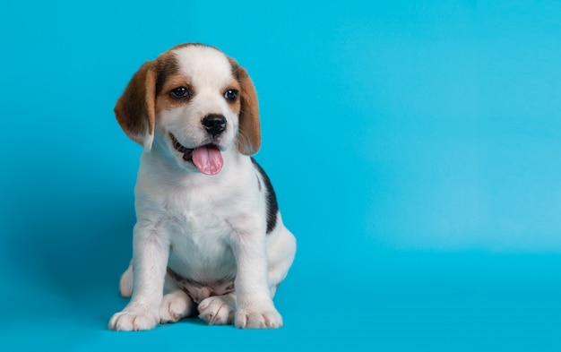 Cuccioli di Beagle in cerca di qualcosa