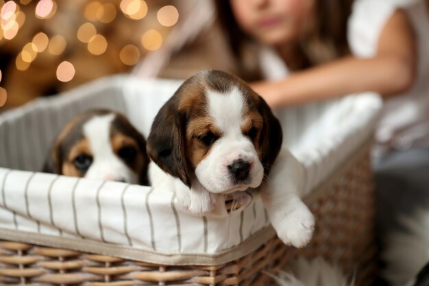 Cuccioli in un cestino