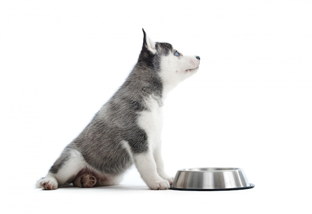 Cucciolo adorabile del husky che si siede vicino alla sua ciotola che aspetta o che chiede l'alimento isolato sul concetto affamato di salute di nutrizione del copyspace bianco.