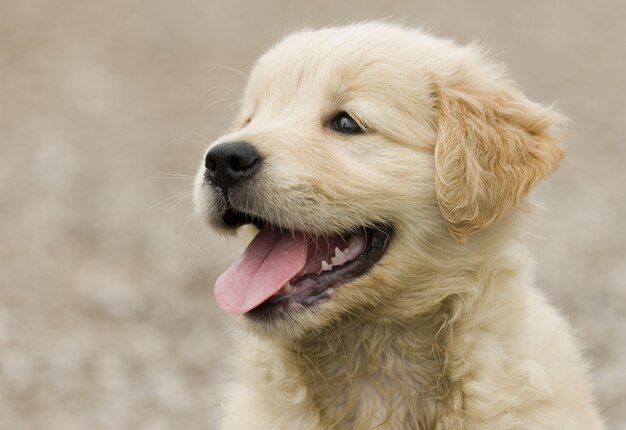 Cucciolo adorabile lanuginoso di golden retriever che mostra la sua linguetta