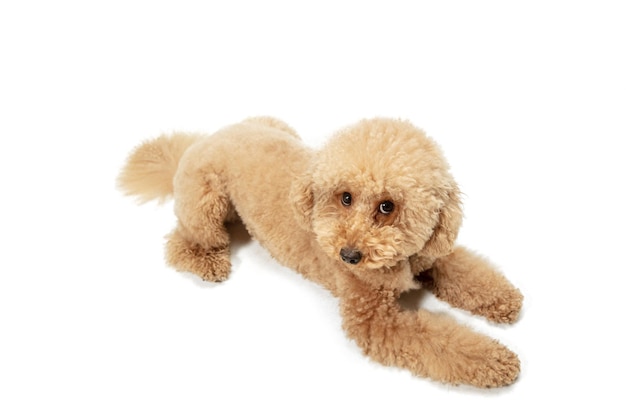 Cucciolo carino di cane Maltipoo in posa isolato su sfondo bianco