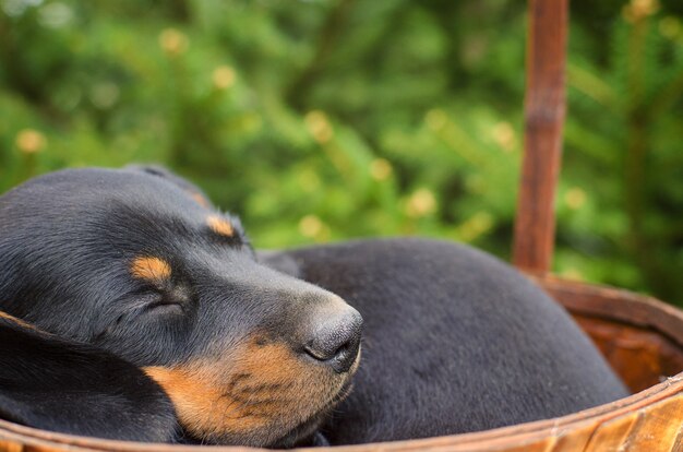 Cucciolo di bassotto nero che dorme