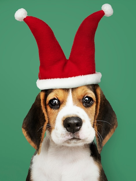 Cucciolo di Beagle carino in un cappello da giullare