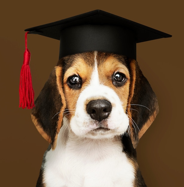 Cucciolo di Beagle carino in un cappello di laurea