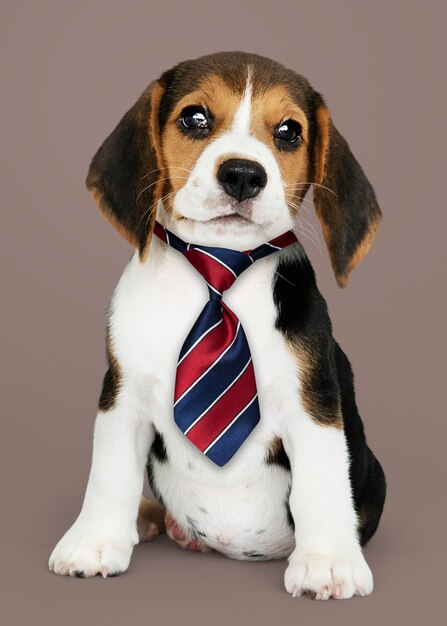 Cucciolo di Beagle carino in una cravatta a strisce blu e bianca rossa
