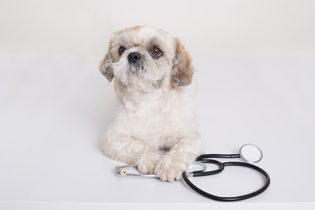 Cucciolo di cane di pechinese con lo stetoscopio vicino alla sua posa delle zampe