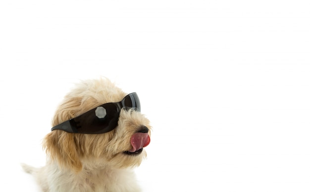 Cucciolo di cane nel bicchiere isolato su sfondo bianco