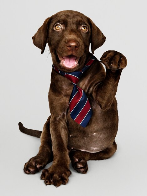 Cucciolo di Labrador che indossa cravatta