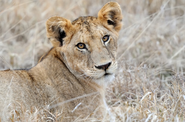 Cucciolo di leone nella savana