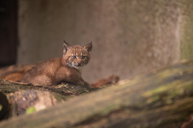 Cucciolo di lince bella e in via di estinzione nell'habitat naturale Lynx lynx