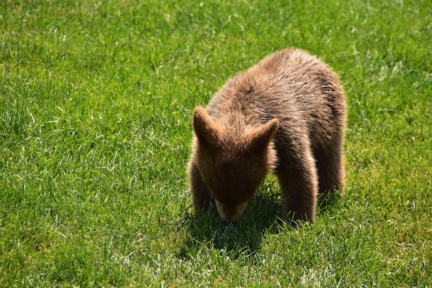 Cucciolo di orso nero marrone del bambino nel South Dakota in estate.