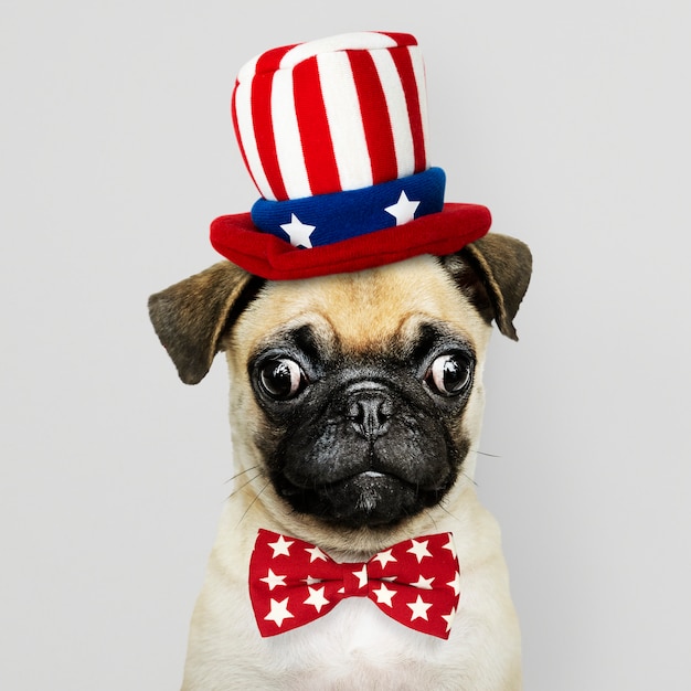Cucciolo di Pug americano