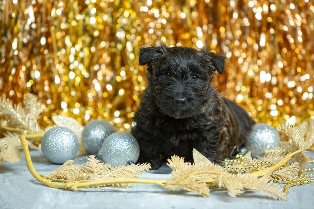Cucciolo di Scottish terrier in posa. Simpatico cagnolino nero o animale domestico che gioca con le decorazioni di Natale e Capodanno.