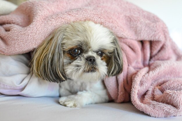 Cucciolo di Shih Tzu sdraiato sotto una coperta sul letto