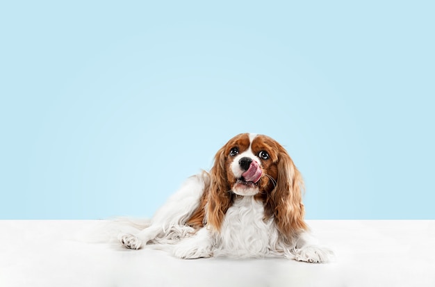 Cucciolo di Spaniel che gioca in studio. Il cagnolino o l'animale domestico sveglio è seduto isolato su priorità bassa blu. Il Cavalier King Charles. Spazio negativo per inserire il testo o l'immagine. Concetto di movimento, diritti degli animali.