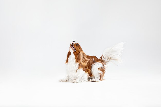 Cucciolo di Spaniel che gioca in studio. Il cagnolino o l'animale domestico sveglio sta saltando isolato su priorità bassa bianca. Il Cavalier King Charles. Spazio negativo per inserire il testo o l'immagine. Concetto di movimento, diritti degli animali.