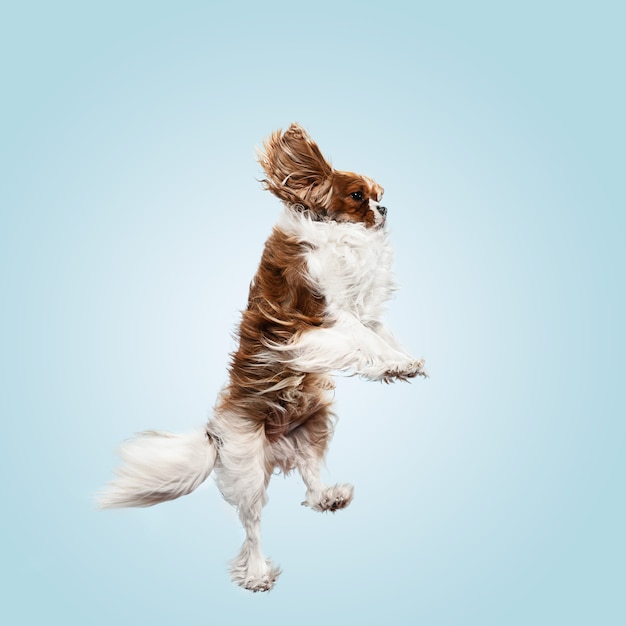 Cucciolo di Spaniel che gioca in studio. Il cagnolino o l'animale domestico sveglio sta saltando isolato su priorità bassa blu. Il Cavalier King Charles. Spazio negativo per inserire il testo o l'immagine. Concetto di movimento, diritti degli animali.