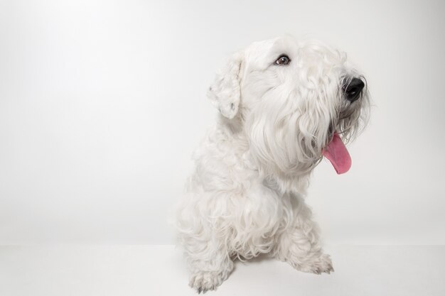 Cucciolo di terrier curato con soffice pelliccia. Carino piccolo cagnolino bianco o animale domestico sta giocando e in esecuzione isolato su sfondo bianco.